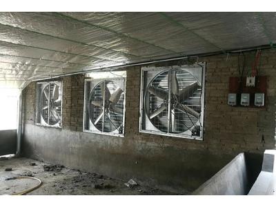 負(fù)壓排風(fēng)機(jī)應(yīng)用在養(yǎng)雞場(chǎng)的用途